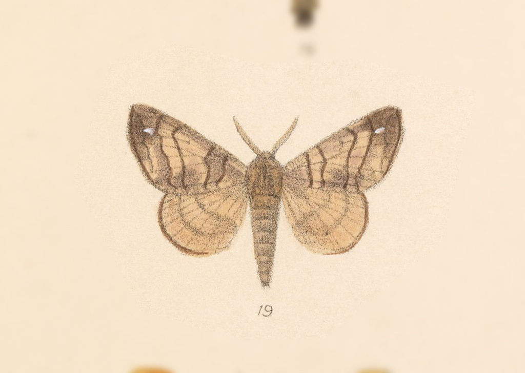 Olceclostera azteca