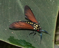 Eriphioides fastidiosa