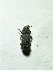 Tomolips quercicola