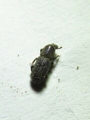 Tomolips quercicola