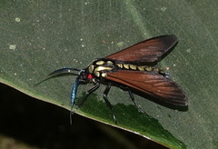 Eriphioides fastidiosa