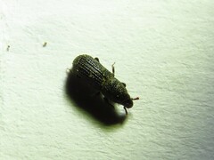 Tomolips quercicola