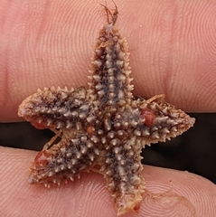 Asterias forbesi