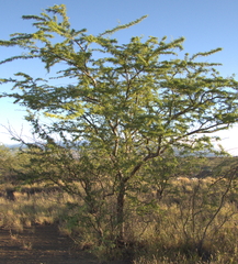 Prosopis pallida