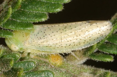 Batracomorphus