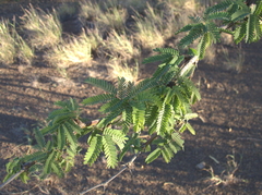 Prosopis pallida