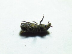 Tomolips quercicola