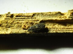 Tomolips quercicola
