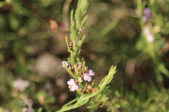 Muraltia satureioides