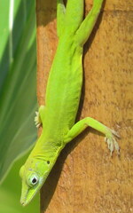 Anolis callainus