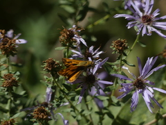 Hylephila phyleus
