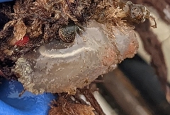 Ascidiella aspersa