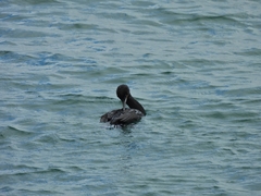 Phalacrocorax capensis