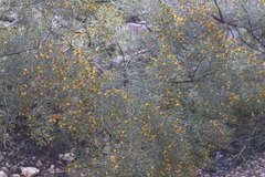 Jacksonia ramosissima