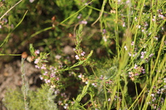 Muraltia satureioides