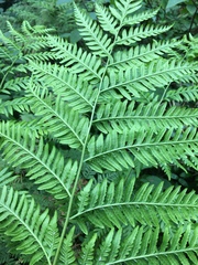 Pteris tremula