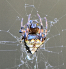 Verrucosa arenata