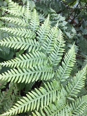 Pteris tremula