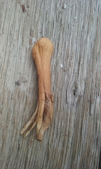 Clavariadelphus americanus