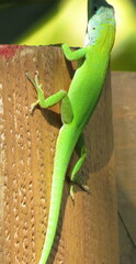 Anolis callainus