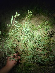 Phyllanthus abnormis abnormis