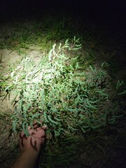 Phyllanthus abnormis abnormis