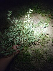 Phyllanthus abnormis abnormis