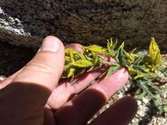 Silene parishii