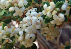 Pimelea orthia protea