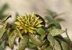 Asphondylia rosetta