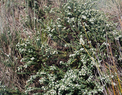 Pimelea orthia protea