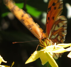 Dione vanillae