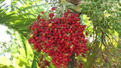 Adonidia merrillii