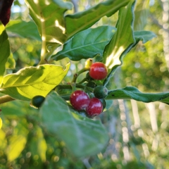 Psychotria viridis