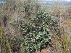 Pimelea orthia protea