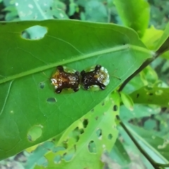 Helocassis testudinaria