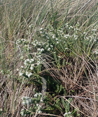 Pimelea orthia protea