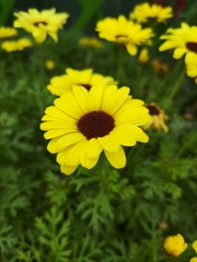 Asteroideae