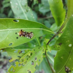 Helocassis testudinaria