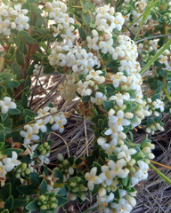 Pimelea orthia protea