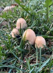 Micacei