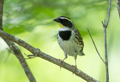 Emberiza elegans