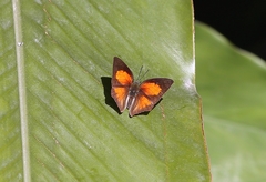 Curetis acuta