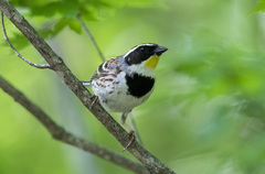 Emberiza elegans