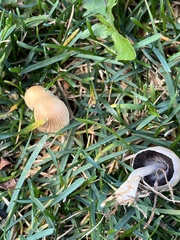 Micacei
