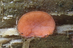 Scutellinia