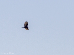 Buteo albonotatus