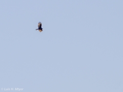 Buteo albonotatus