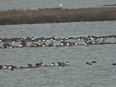 Anas crecca carolinensis