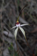 Caladenia venusta
